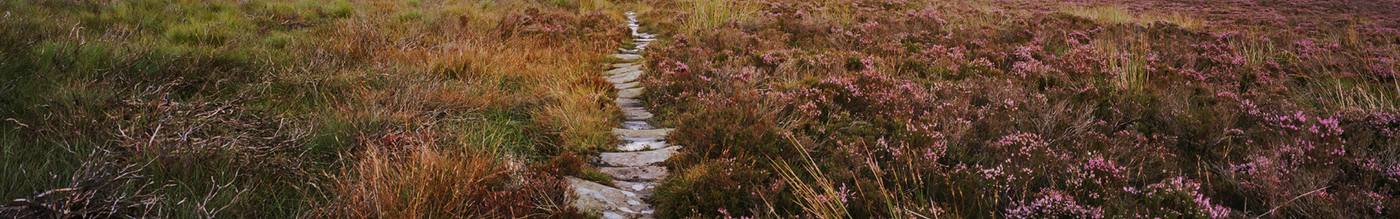 Wild & Moor Moorland Banner